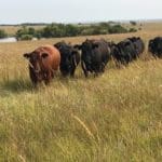 Grass Fed Beef in Pasture