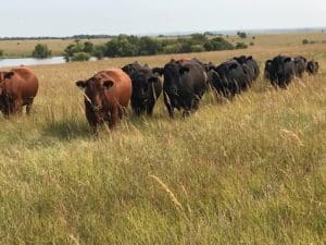 Grass Fed Beef in Pasture