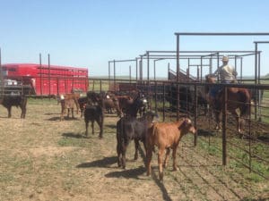 River Watch Beef – Colorado cattle corrals