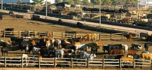 Grain Fed Beef in Feedlot