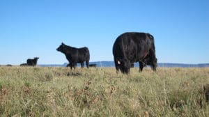 Free Range Grass Fed Beef Grazing in Pasture
