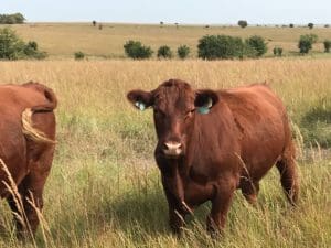 Grass Finished Beef Raised in Central Kansas
