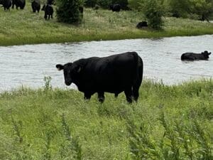 Free Range Grass Fed Beef by Pond