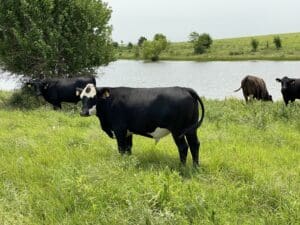 Grass Fed Beef in Flint Hills Kansas