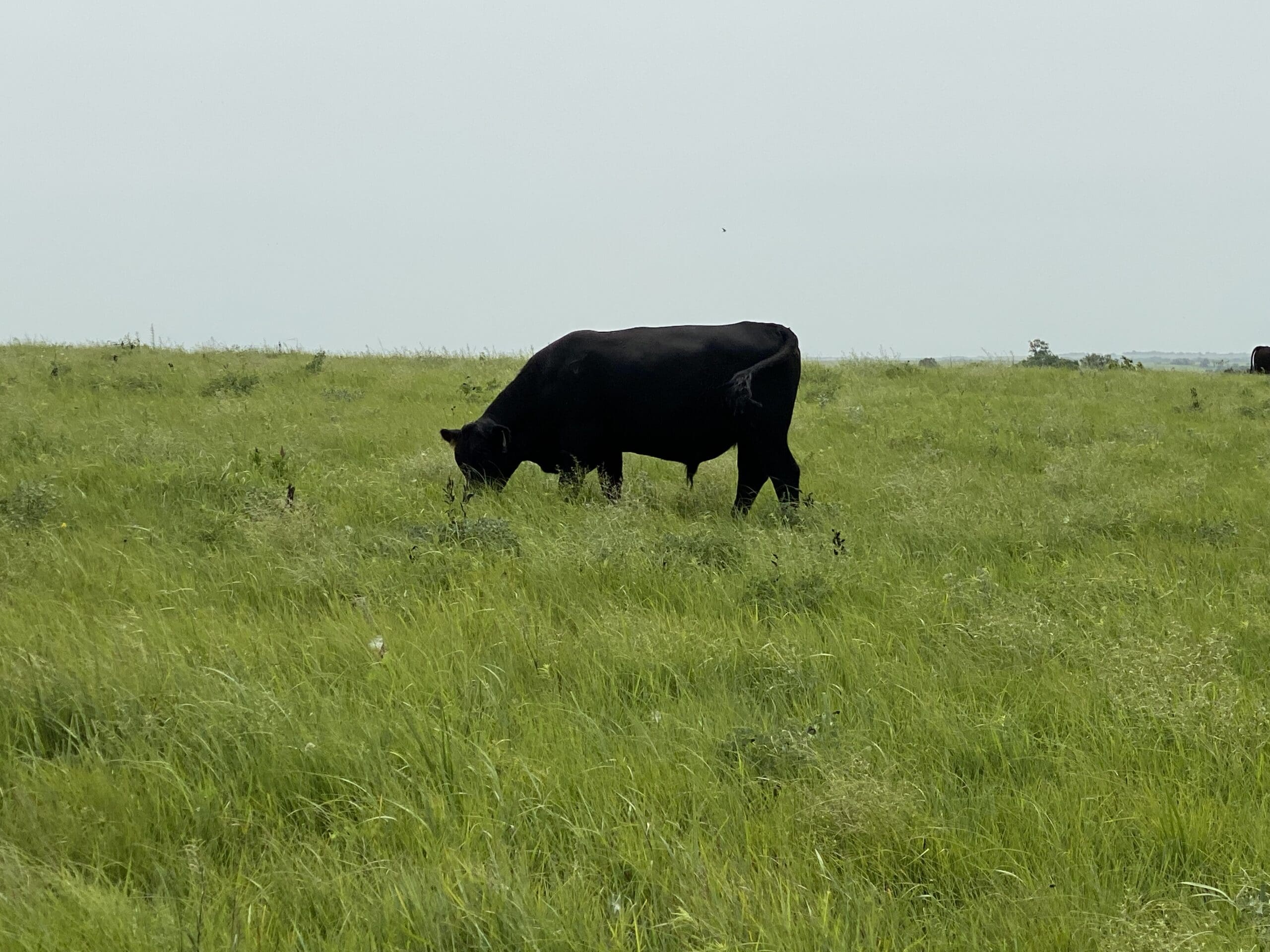 Grass Fed and Grass Finished Beef in Pasture